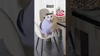 #пародия #натуралальбертович #youtube #популярное #кот #актив 😜🔥