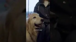 Why Do We Love Dogs?