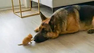 Giant Dogs Who Fell In Love With Tiny Kittens The Moment They Met – Cats and Dogs Friendship
