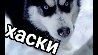 Хаски Хонда (видео на память)