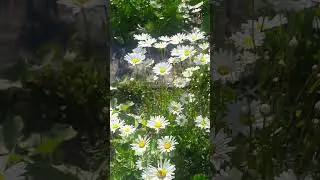 С Праздником💏 Семьи Любви Верности