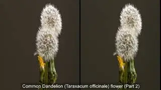 Blooming Flowers Timelapse 3D SBS VIRTUAL REALITY VIDEO | USE VR HEADSET TO WATCH
