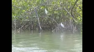 Navigating in the Saloum delta Senegal