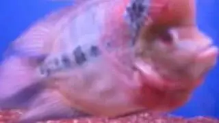 Aquarium Fish Market in Urumqi, China
