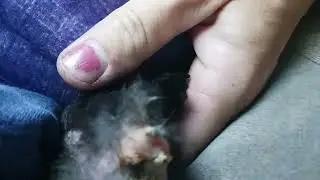 Will she lay?