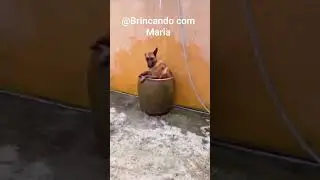 NEM O CACHORRINHO TA AGUENTANDO