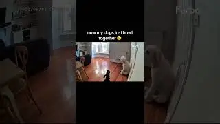 Furbo sent me a barking alert, and I saw my dogs singing at the top of their lungs #Furbo #FunnyDogs