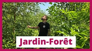 Mon jardin-forêt après 3 ans : Gestion, arbres pionniers et biodiversité