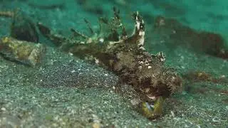 Spiny devil scorpion fish