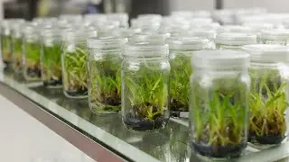 Root Regeneration in Auxin Supplemented Media in In vitro and Acclimatisation