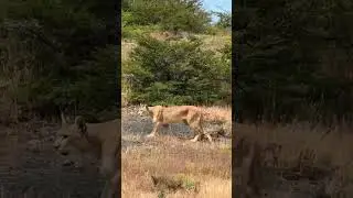 I cannot believe this! 🫣These shots are SUPER zoomed in, we kept our distance! #wildlife #patagonia