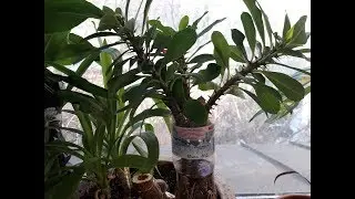 Укореняем МОЛОЧАЙ.