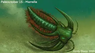 Marrella | Cangrejo de Encaje | PaleoPedias 🇨🇦🇨🇳