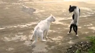 Кото-кобра