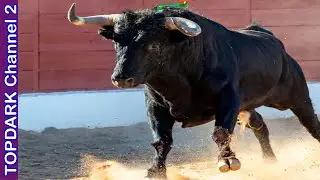 10 Especies Endémicas de España