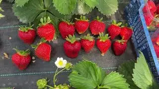 Шарлотта❣️❣️❣️Взвешиваем ягоду⚖️🍓🍓🍓
