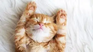 Приколы с котами Топповая подборка