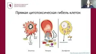 Кудряшова Я  — Фотодинамическая терапия лечения опухолевых заболеваний