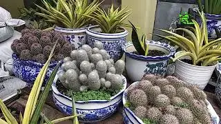 the benefits of indoor plants