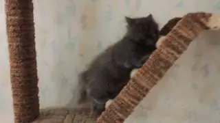 Прикольное видео. Пушистый котик хочет быть страшным и тявкает на хозяйку.