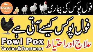 Fowl Pox Disease and Vaccination in Poultry Farming Pakistan | Chicken Farming in Urdu