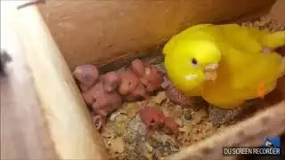Como reproduzir os periquitos australianos