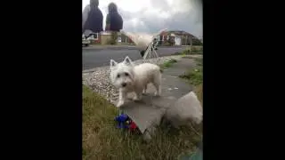 R.I.P Holly