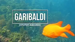 The Garibaldi (California State Fish)