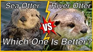 Sea Otter vs River Otter: Which One is Better? | Exploring Similarities and Differences #otter #sea