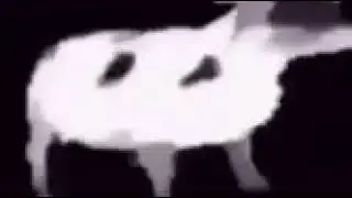 коровы флексят, как ёбнутые