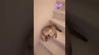 Lazy Cat||Funniest Cat Ever||Pet Land||Meow Meow #Shorts