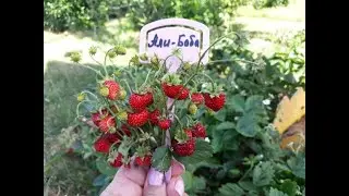 Али - Баба - земляника, описание сорта  (Голландский сорт)