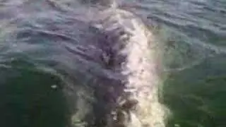 Grey Whale Watching Baja California Sur