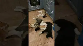 28.03.23 СПАТЬ для щенков американской акиты 🥰 #akitapuppy #americanakita #puppy #американскаяакита