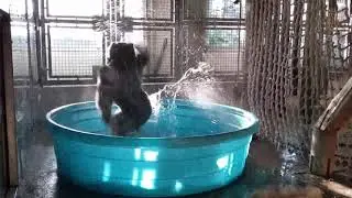Аквадискотека