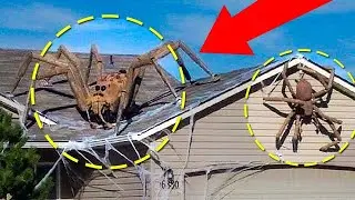 These Strange Creatures Were Locked Away for Years, Here's WHY