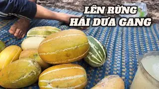 Cùng Team Đursiu Lên Rừng Hái Dưa Gang Và Thưởng Thức Rượu Chuối Rừng Siêu Ngon |Già làng Tây Nguyên