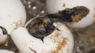 The Hatchery Live Stream - 24 March