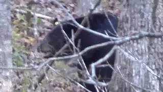 Black bear sighting in Webster county Missouri
