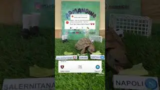 🟤SALERNITANA-NAPOLI🔵 #calcio #turtle  #fantacalcio #seriea #highlights #napoli #salernitana
