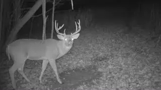 Proven Mock Scrape Setup Tips For Big Bucks