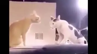 Cat stares at guy with fnaf 2 sound playing