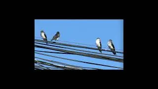 "Raro......todavía están por aquí.   02/04/2024". #birds #avesdeargentina #shorts