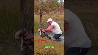 Этот Мужчина голыми руками спас щенка из пасти аллигатора 