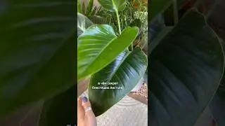 Секрет блестящих листьев