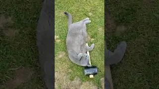 🐱 It is not a Tsar's business to swing a hammer 🔨.