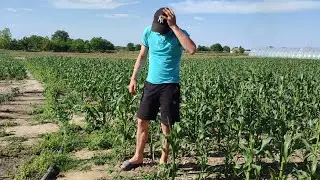 Where Did the Young Farmer Go? What Happened to Him?
