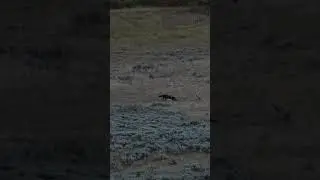 Wolves playing in the wild at night #wolves #wildlife #short