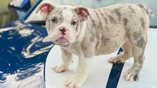 Meet My EXOTIC BULLY ‼️