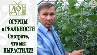The best cucumber varieties are clearly visible! I recommend growing them!
